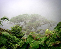 Costa Rica Cloud Forest