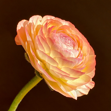 Artist's Flower